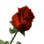 les roses